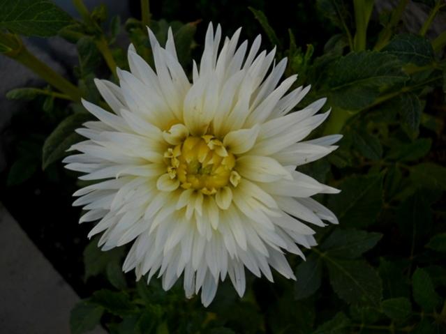 Name:  DSCN2172.jpg
Views: 664
Size:  32.1 KB