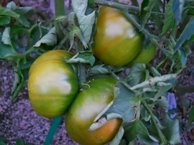 Name:  DSCN2256 Black Krim.jpg
Views: 543
Size:  42.2 KB
