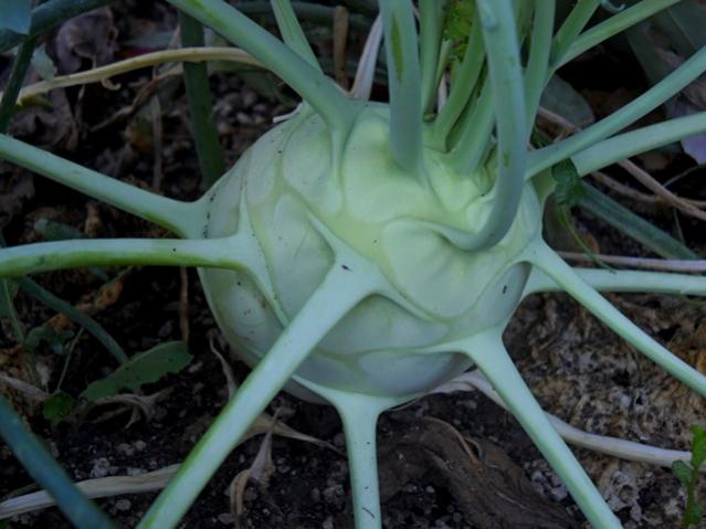 Name:  DSCN2417.jpg
Views: 1048
Size:  41.8 KB