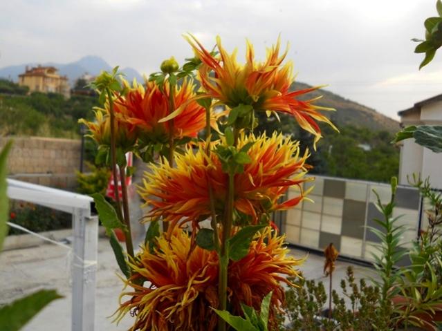 Name:  DSCN2628.jpg
Views: 781
Size:  48.5 KB