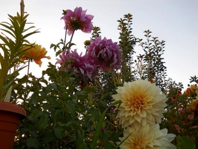 Name:  DSCN2340.jpg
Views: 821
Size:  54.7 KB