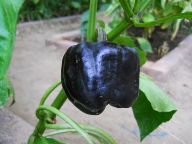 Name:  DSCN2699.jpg
Views: 798
Size:  34.1 KB