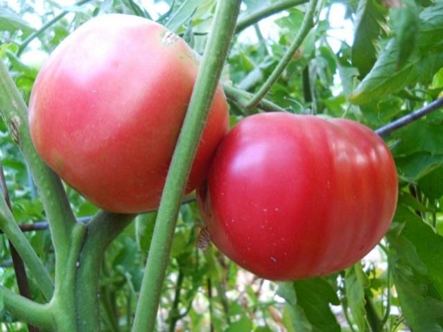 Name:  DSCN2747 Tekin Pembe.jpg
Views: 574
Size:  42.2 KB
