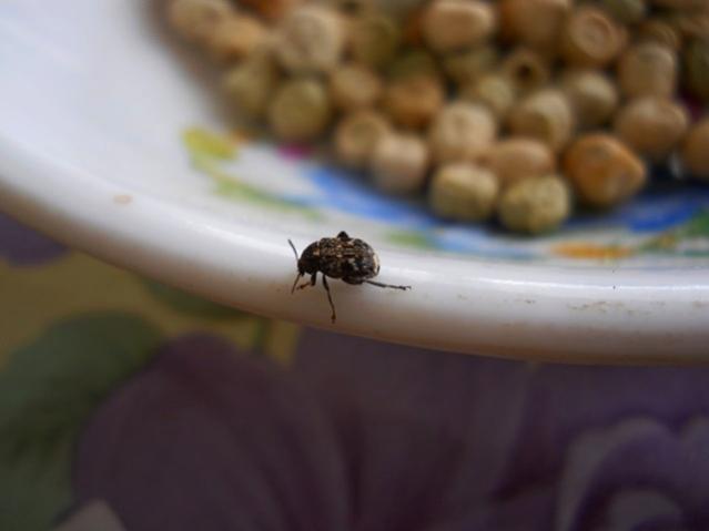 Name:  DSCN3010.jpg
Views: 1681
Size:  19.7 KB