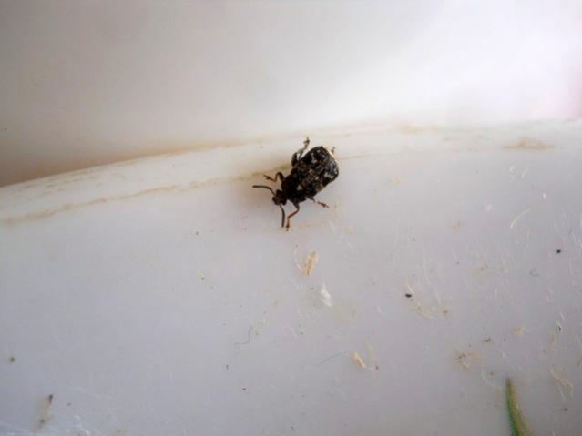 Name:  DSCN3015.jpg
Views: 1692
Size:  14.8 KB