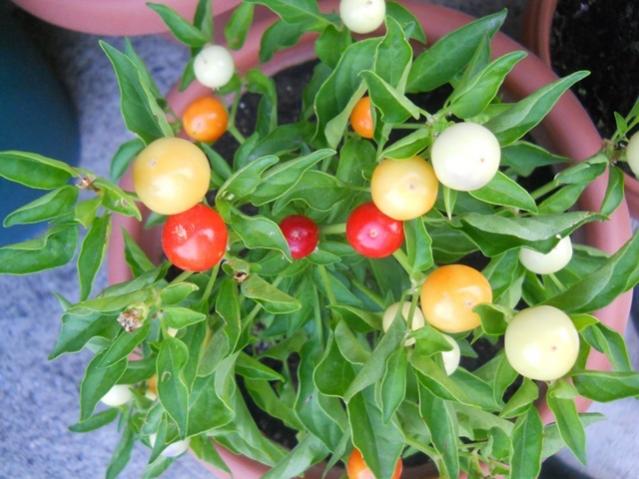 Name:  DSCN2819 Marbles Biber.jpg
Views: 1511
Size:  50.5 KB