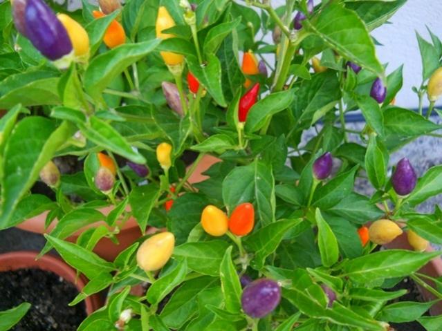 Name:  DSCN2820 Bolivian Rainbow.jpg
Views: 1551
Size:  55.6 KB
