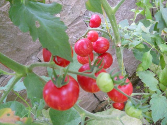 Name:  DSCN2892.jpg
Views: 1416
Size:  46.1 KB