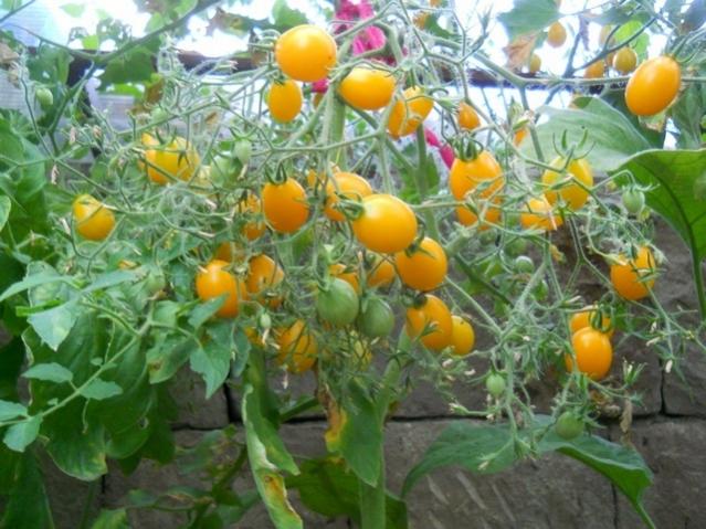 Name:  DSCN2896 ldi Salkm Domates.jpg
Views: 1568
Size:  59.5 KB