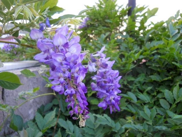 Name:  DSCN2881.jpg
Views: 1408
Size:  52.9 KB