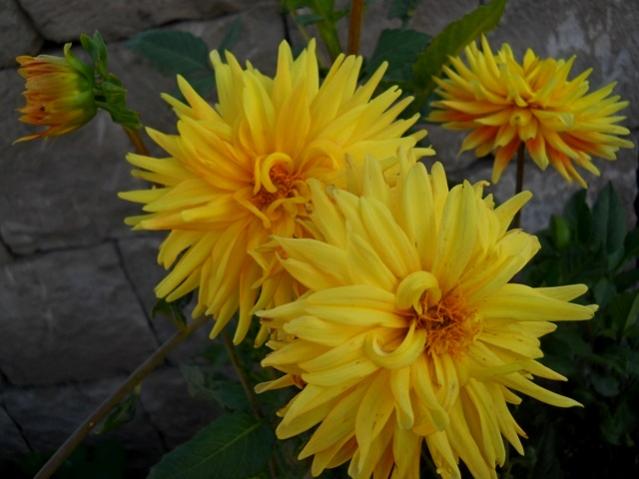 Name:  DSCN2916.jpg
Views: 1401
Size:  37.7 KB