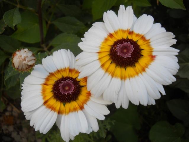 Name:  DSCN2875.jpg
Views: 1428
Size:  33.5 KB