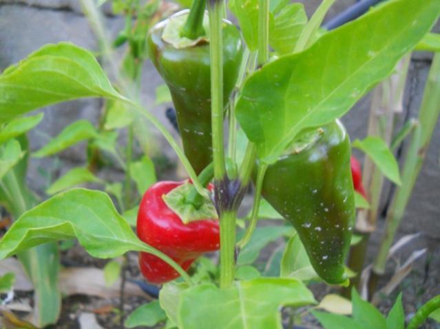 Name:  DSCN2866.jpg
Views: 1314
Size:  38.0 KB