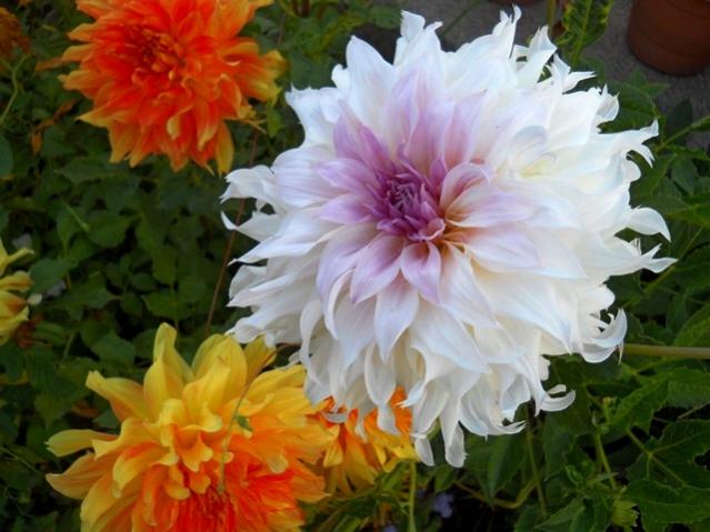 Name:  DSCN3119.jpg
Views: 1078
Size:  45.8 KB
