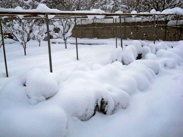 Name:  DSCN3904.jpg
Views: 914
Size:  43.1 KB