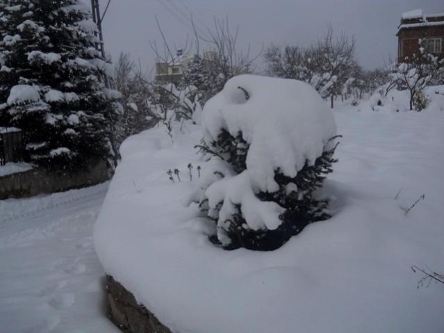 Name:  DSCN3889.jpg
Views: 908
Size:  32.7 KB