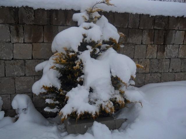 Name:  DSCN3917.jpg
Views: 912
Size:  36.4 KB