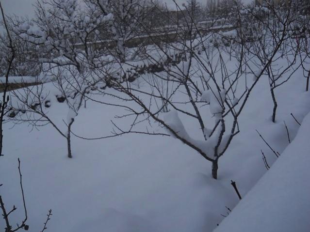 Name:  DSCN3914.jpg
Views: 1131
Size:  43.5 KB
