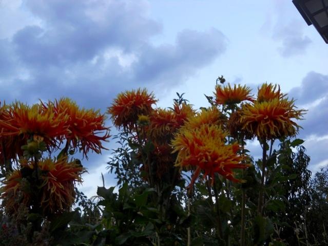 Name:  DSCN3188.jpg
Views: 852
Size:  45.6 KB