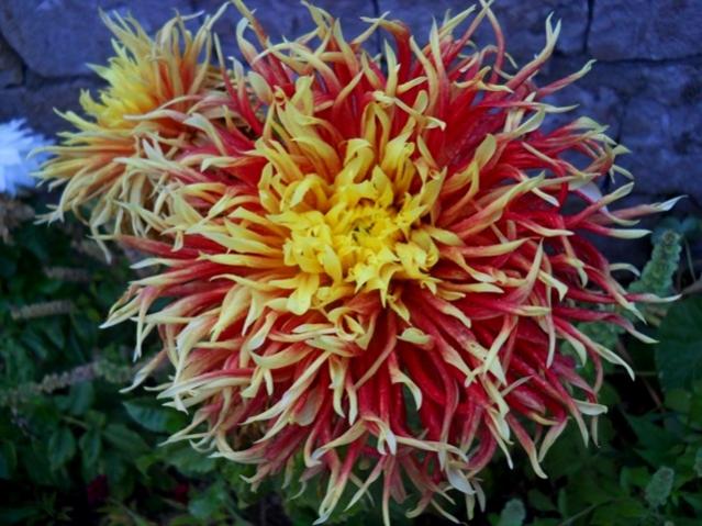 Name:  DSCN3177.jpg
Views: 838
Size:  58.9 KB