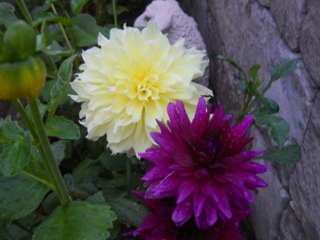 Name:  DSCN3169.jpg
Views: 856
Size:  38.3 KB