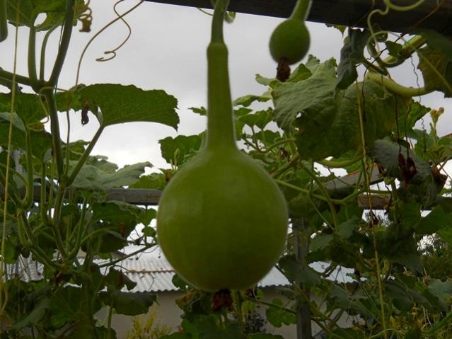 Name:  DSCN3338.jpg
Views: 992
Size:  49.2 KB