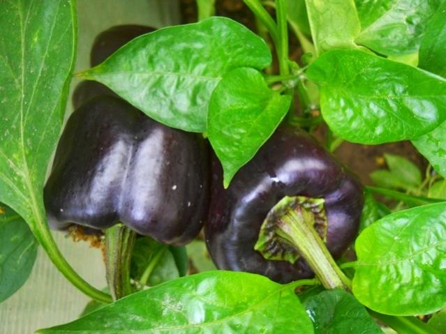 Name:  DSCN3324 Siyah Dolma Biber.jpg
Views: 1068
Size:  48.1 KB