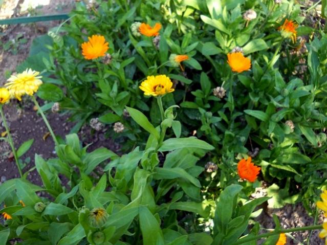 Name:  DSCN3409.jpg
Views: 922
Size:  62.8 KB