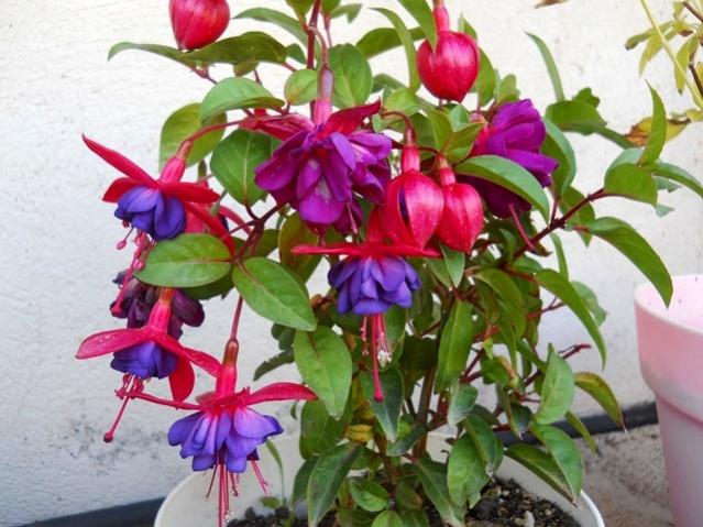 Name:  DSCN3443.jpg
Views: 930
Size:  55.6 KB