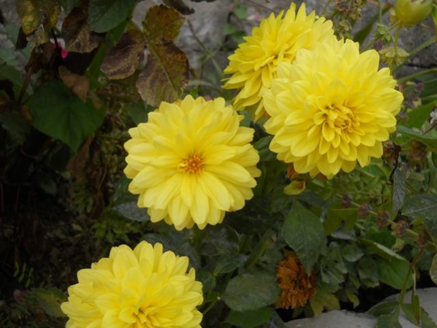Name:  DSCN3457.jpg
Views: 825
Size:  42.1 KB