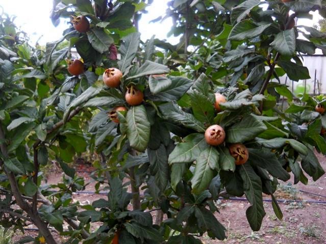 Name:  DSCN3485.jpg
Views: 878
Size:  67.5 KB