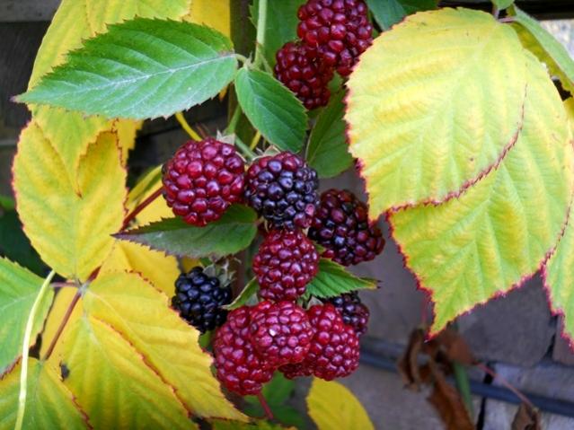 Name:  DSCN3518.jpg
Views: 1251
Size:  52.7 KB