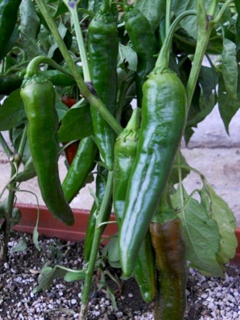 Name:  DSCN3540 Samanda Biberi.jpg
Views: 951
Size:  54.8 KB