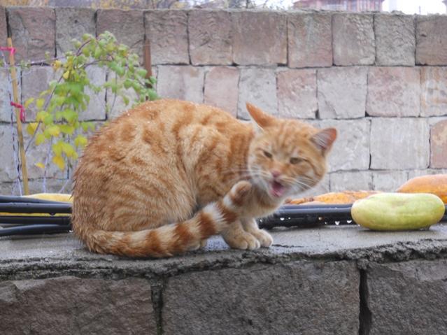 Name:  DSCN3704.jpg
Views: 728
Size:  51.8 KB