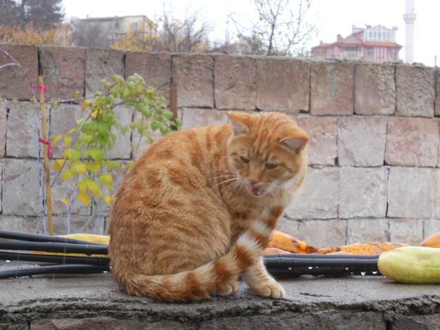 Name:  DSCN3701.jpg
Views: 724
Size:  50.7 KB