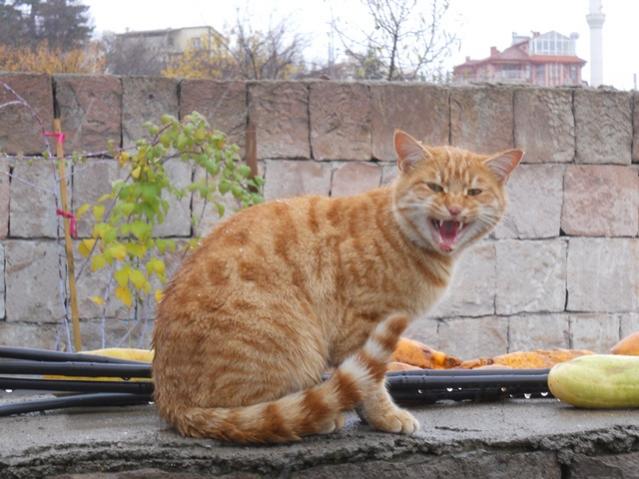 Name:  DSCN3703.jpg
Views: 713
Size:  50.9 KB