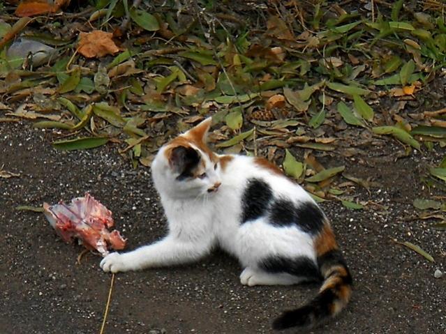 Name:  DSCN3739.jpg
Views: 701
Size:  69.9 KB