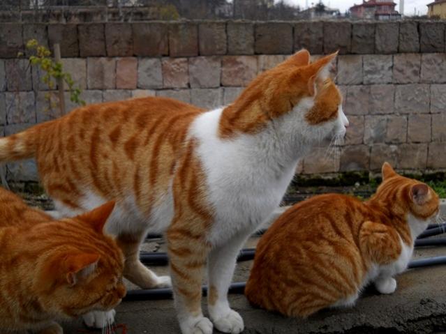 Name:  DSCN3783.jpg
Views: 694
Size:  44.6 KB