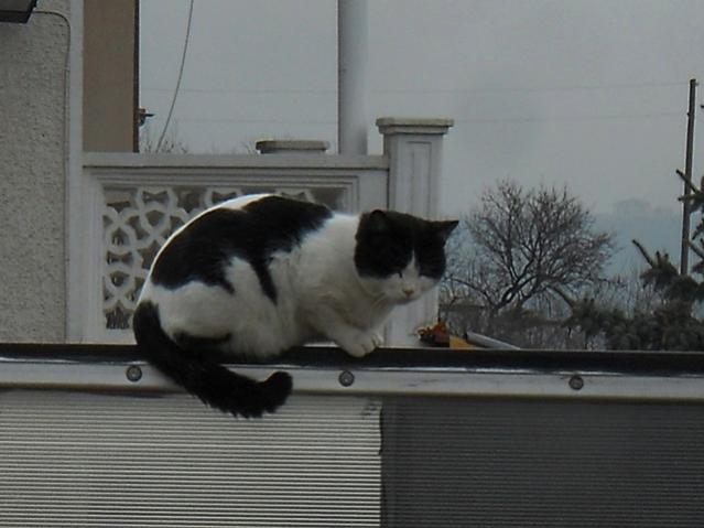 Name:  DSCN3807.jpg
Views: 638
Size:  36.0 KB