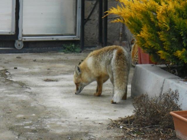 Name:  DSCN3811.jpg
Views: 634
Size:  42.5 KB
