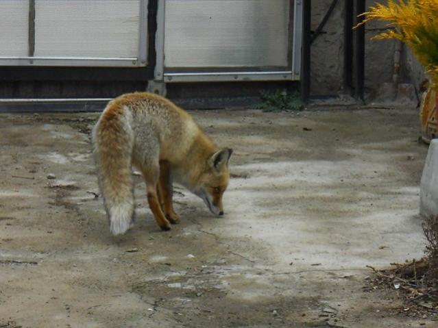 Name:  DSCN3812.jpg
Views: 650
Size:  44.7 KB
