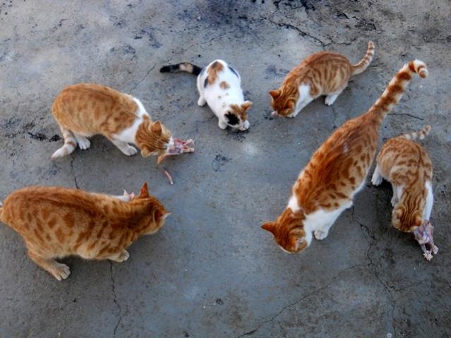 Name:  DSCN3884.jpg
Views: 1629
Size:  51.5 KB
