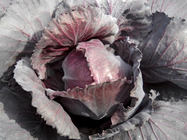 Name:  DSCN4086.jpg
Views: 1233
Size:  49.2 KB