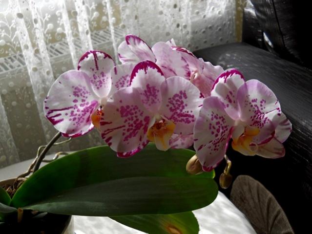 Name:  DSCN4155.jpg
Views: 1179
Size:  42.5 KB