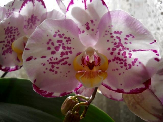 Name:  DSCN4156.jpg
Views: 1097
Size:  36.0 KB
