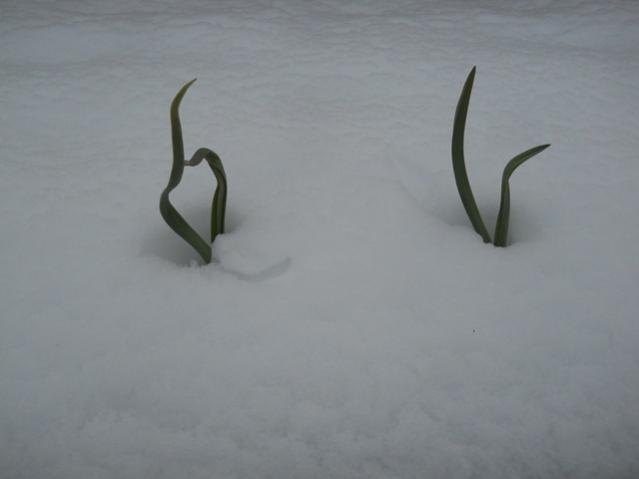 Name:  DSCN4222.jpg
Views: 908
Size:  15.4 KB