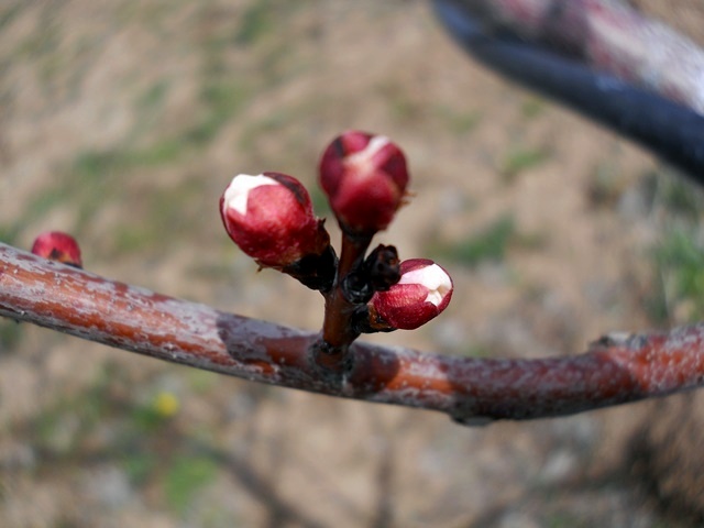 Name:  DSCN4457.JPG
Views: 970
Size:  67.9 KB