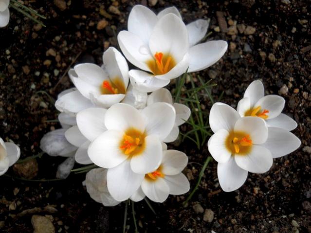 Name:  DSCN4423.jpg
Views: 1109
Size:  45.9 KB