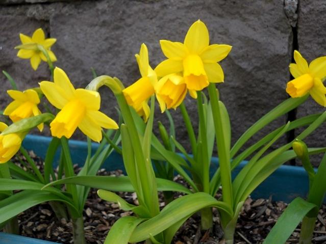 Name:  DSCN4438.jpg
Views: 885
Size:  46.2 KB