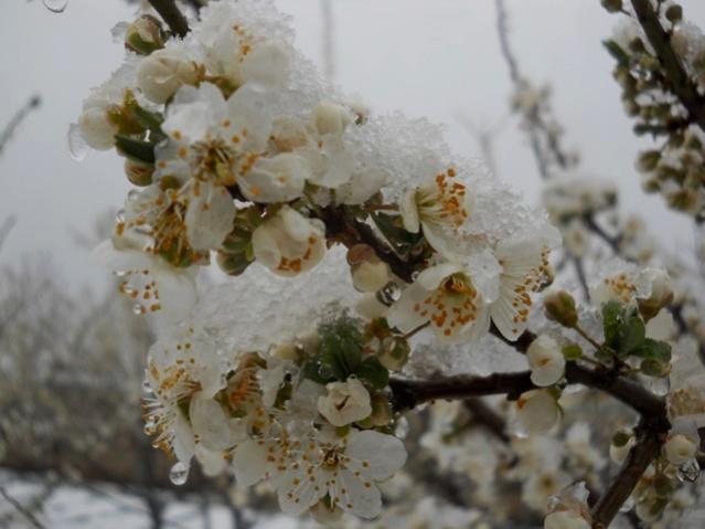 Name:  DSCN4598.jpg
Views: 1012
Size:  38.0 KB